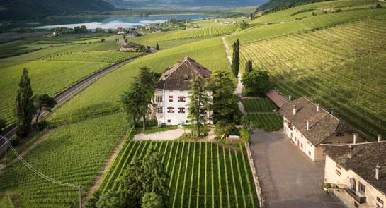 Castel Ringberg vineyards