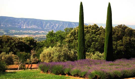 Provence landscape with field of lavendar