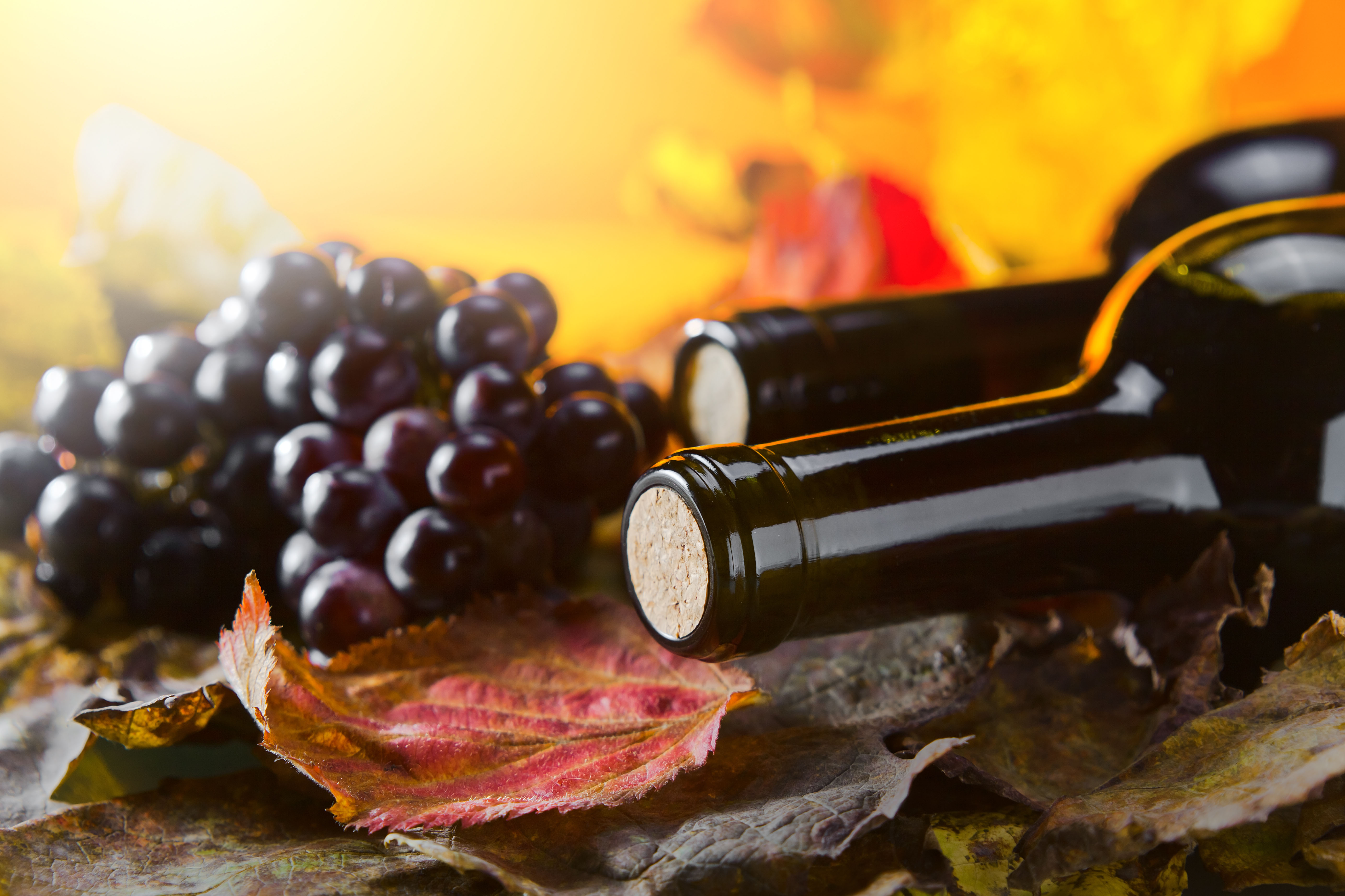 cabernet sauvignon bottles tops showing lying on bed of colored leaves and bunch of cabernet grapes