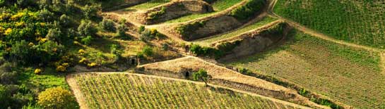 Vineyard in Campania